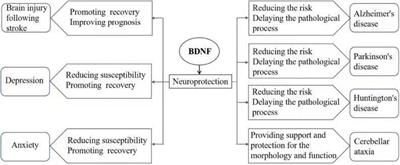 The Role of Brain-Derived Neurotrophic Factor Signaling in Central Nervous System Disease Pathogenesis
